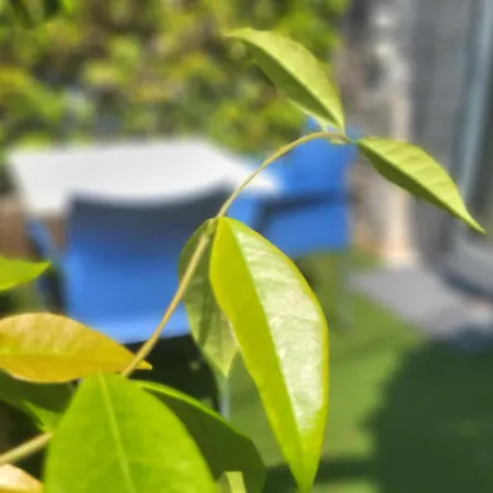 Lejlighedshotel Rosemary